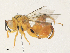  ( - CBG-A34331-G06)  @11 [ ] CreativeCommons - Attribution Share - Alike (2024) CBG Photography Group Centre for Biodiversity Genomics