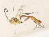  (Xiphosomella Malaise7815 - CBG-A34331-H06)  @11 [ ] CreativeCommons - Attribution Share - Alike (2024) CBG Photography Group Centre for Biodiversity Genomics