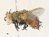  ( - CBG-A34332-A02)  @11 [ ] CreativeCommons - Attribution Share - Alike (2024) CBG Photography Group Centre for Biodiversity Genomics