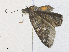  ( - CBG-A35197-G02)  @11 [ ] CreativeCommons - Attribution Share - Alike (2024) CBG Photography Group Centre for Biodiversity Genomics