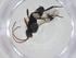  (Hypomicrogaster Malaise5803 - CBG-A35322-G09)  @11 [ ] CreativeCommons - Attribution Share - Alike (2024) Centre for Biodiversity Genomics Centre for Biodiversity Genomics