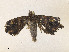  ( - CBG-A36747-H05)  @11 [ ] CreativeCommons - Attribution Share - Alike (2024) CBG Photography Group Centre for Biodiversity Genomics