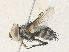  ( - CBG-A36750-A03)  @11 [ ] CreativeCommons - Attribution Share - Alike (2024) CBG Photography Group Centre for Biodiversity Genomics