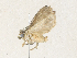 ( - CBG-A36750-D06)  @11 [ ] CreativeCommons - Attribution Share - Alike (2024) CBG Photography Group Centre for Biodiversity Genomics