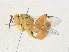  ( - CBG-A36762-C05)  @11 [ ] CreativeCommons - Attribution Share - Alike (2024) CBG Photography Group Centre for Biodiversity Genomics