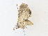  ( - CBG-A36873-C12)  @11 [ ] CreativeCommons - Attribution Share - Alike (2024) CBG Photography Group Centre for Biodiversity Genomics