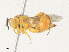  ( - CBG-A36876-C06)  @11 [ ] CreativeCommons - Attribution Share - Alike (2024) CBG Photography Group Centre for Biodiversity Genomics