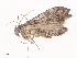  ( - CBG-A36878-C07)  @11 [ ] CreativeCommons - Attribution Share - Alike (2024) CBG Photography Group Centre for Biodiversity Genomics