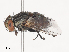  ( - CBG-A41908-A05)  @11 [ ] CreativeCommons - Attribution Share - Alike (2024) CBG Photography Group Centre for Biodiversity Genomics