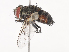  ( - CBG-A41909-F03)  @11 [ ] CreativeCommons - Attribution Share - Alike (2024) CBG Photography Group Centre for Biodiversity Genomics