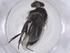  (Phytomyptera Janzen05 - CBG-A43372-D04)  @11 [ ] CreativeCommons - Attribution Share - Alike (2024) Centre for Biodiversity Genomics Centre for Biodiversity Genomics