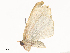  ( - CBG-A44295-E06)  @11 [ ] CreativeCommons - Attribution Share - Alike (2024) CBG Photography Group Centre for Biodiversity Genomics