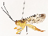  ( - CBG-A45153-A02)  @11 [ ] CreativeCommons - Attribution Share - Alike (2024) CBG Photography Group Centre for Biodiversity Genomics