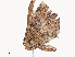  ( - CBG-A45154-B02)  @11 [ ] CreativeCommons - Attribution Share - Alike (2024) CBG Photography Group Centre for Biodiversity Genomics
