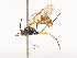  ( - CBG-A40200-C11)  @11 [ ] CreativeCommons - Attribution Share - Alike (2024) CBG Photography Group Centre for Biodiversity Genomics