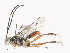  ( - CBG-A41817-C04)  @11 [ ] CreativeCommons - Attribution Share - Alike (2024) CBG Photography Group Centre for Biodiversity Genomics