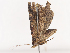  ( - CBG-A41818-C01)  @11 [ ] CreativeCommons - Attribution Share - Alike (2024) CBG Photography Group Centre for Biodiversity Genomics