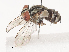  ( - CBG-A41841-E04)  @11 [ ] CreativeCommons - Attribution Share - Alike (2024) CBG Photography Group Centre for Biodiversity Genomics