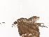  ( - CBG-A40151-B09)  @11 [ ] CreativeCommons - Attribution Share - Alike (2024) CBG Photography Group Centre for Biodiversity Genomics