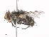  ( - CBG-A40151-C10)  @11 [ ] CreativeCommons - Attribution Share - Alike (2024) CBG Photography Group Centre for Biodiversity Genomics