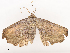  ( - CBG-A41810-B03)  @11 [ ] CreativeCommons - Attribution Share - Alike (2024) CBG Photography Group Centre for Biodiversity Genomics