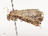  ( - CBG-A41810-D10)  @11 [ ] CreativeCommons - Attribution Share - Alike (2024) CBG Photography Group Centre for Biodiversity Genomics