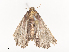  ( - CBG-A41810-D12)  @11 [ ] CreativeCommons - Attribution Share - Alike (2024) CBG Photography Group Centre for Biodiversity Genomics