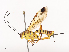  ( - CBG-A41810-E12)  @11 [ ] CreativeCommons - Attribution Share - Alike (2024) CBG Photography Group Centre for Biodiversity Genomics