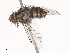  ( - CBG-A38490-C11)  @11 [ ] CreativeCommons - Attribution Share - Alike (2024) CBG Photography Group Centre for Biodiversity Genomics