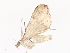  ( - CBG-A41779-D12)  @11 [ ] CreativeCommons - Attribution Share - Alike (2024) CBG Photography Group Centre for Biodiversity Genomics