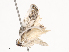  ( - CBG-A41780-B01)  @11 [ ] CreativeCommons - Attribution Share - Alike (2024) CBG Photography Group Centre for Biodiversity Genomics