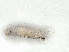  ( - CBG-A41780-G10)  @11 [ ] CreativeCommons - Attribution Share-Alike (2024) CBG Photography Group Centre for Biodiversity Genomics