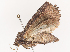  ( - CBG-A44314-H09)  @11 [ ] CreativeCommons - Attribution Share - Alike (2024) CBG Photography Group Centre for Biodiversity Genomics