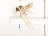  ( - CBG-A44315-B09)  @11 [ ] CreativeCommons - Attribution Share - Alike (2024) CBG Photography Group Centre for Biodiversity Genomics