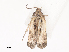  ( - CBG-A44316-F09)  @11 [ ] CreativeCommons - Attribution Share - Alike (2024) CBG Photography Group Centre for Biodiversity Genomics