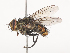  ( - CBG-A44317-B06)  @11 [ ] CreativeCommons - Attribution Share - Alike (2024) CBG Photography Group Centre for Biodiversity Genomics