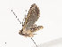  ( - CBG-A44318-D04)  @11 [ ] CreativeCommons - Attribution Share - Alike (2024) CBG Photography Group Centre for Biodiversity Genomics
