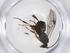  (Apanteles Malaise8793 - CBG-A41587-G05)  @11 [ ] CreativeCommons - Attribution Share - Alike (2024) Centre for Biodiversity Genomics Centre for Biodiversity Genomics