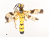  ( - CBG-A41767-F01)  @11 [ ] CreativeCommons - Attribution Share - Alike (2024) CBG Photography Group Centre for Biodiversity Genomics