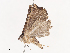  ( - CBG-A44290-H01)  @11 [ ] CreativeCommons - Attribution Share - Alike (2024) CBG Photography Group Centre for Biodiversity Genomics