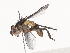  (tachMalaise01 Malaise6318 - CBG-A44291-D07)  @11 [ ] CreativeCommons - Attribution Share - Alike (2024) CBG Photography Group Centre for Biodiversity Genomics