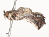 ( - CBG-A38486-F04)  @11 [ ] CreativeCommons - Attribution Share - Alike (2024) CBG Photography Group Centre for Biodiversity Genomics