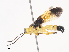  ( - CBG-A38487-B11)  @11 [ ] CreativeCommons - Attribution Share - Alike (2024) CBG Photography Group Centre for Biodiversity Genomics