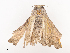  ( - CBG-A38487-C04)  @11 [ ] CreativeCommons - Attribution Share - Alike (2024) CBG Photography Group Centre for Biodiversity Genomics