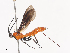  ( - CBG-A38487-C12)  @11 [ ] CreativeCommons - Attribution Share - Alike (2024) CBG Photography Group Centre for Biodiversity Genomics