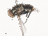  ( - CBG-A38487-G07)  @11 [ ] CreativeCommons - Attribution Share - Alike (2024) CBG Photography Group Centre for Biodiversity Genomics