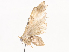  ( - CBG-A40191-G03)  @11 [ ] CreativeCommons - Attribution Share - Alike (2024) CBG Photography Group Centre for Biodiversity Genomics