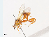  (chalMalaise2859 - CBG-A41777-A09)  @11 [ ] CreativeCommons - Attribution Share - Alike (2024) CBG Photography Group Centre for Biodiversity Genomics