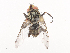  (Cryptomeigenia Malaise1108 - CBG-A41778-D04)  @11 [ ] CreativeCommons - Attribution Share - Alike (2024) CBG Photography Group Centre for Biodiversity Genomics