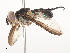  ( - CBG-A41779-B06)  @11 [ ] CreativeCommons - Attribution Share - Alike (2024) CBG Photography Group Centre for Biodiversity Genomics